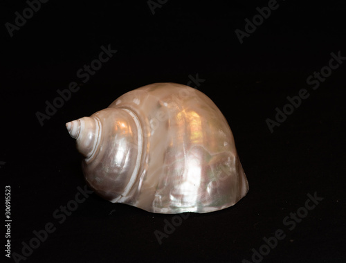 single shells on black background