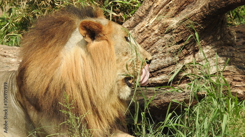 Photography lion looking regal standing, closeup photography of wild animal lion, Strong Looking Wild East African Lion, the jungle king in Nature,Lion king isolated with closeup