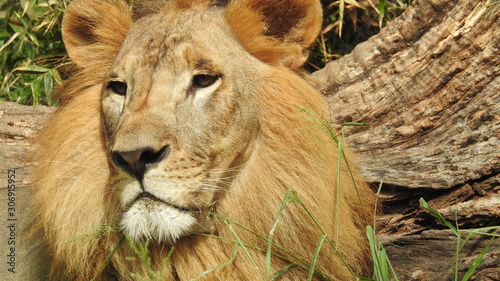 Photography lion looking regal standing, closeup photography of wild animal lion, Strong Looking Wild East African Lion, the jungle king in Nature,Lion king isolated with closeup
