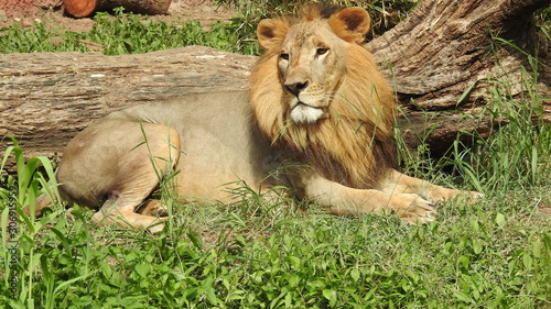 Photography lion looking regal standing, closeup photography of wild animal lion, Strong Looking Wild East African Lion, the jungle king in Nature,Lion king isolated with closeup
