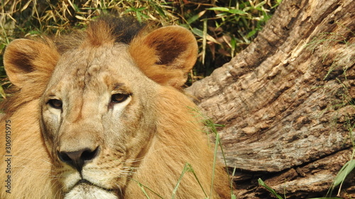Photography lion looking regal standing, closeup photography of wild animal lion, Strong Looking Wild East African Lion, the jungle king in Nature,Lion king isolated with closeup