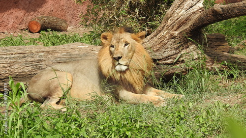 Photography lion looking regal standing, closeup photography of wild animal lion, Strong Looking Wild East African Lion, the jungle king in Nature,Lion king isolated with closeup