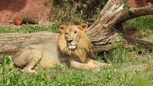 Photography lion looking regal standing, closeup photography of wild animal lion, Strong Looking Wild East African Lion, the jungle king in Nature,Lion king isolated with closeup