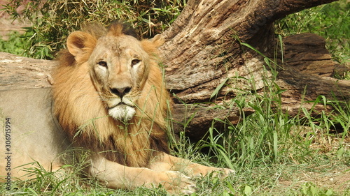Photography lion looking regal standing, closeup photography of wild animal lion, Strong Looking Wild East African Lion, the jungle king in Nature,Lion king isolated with closeup