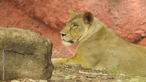 Photography lion looking regal standing, closeup photography of wild animal lion, Strong Looking Wild East African Lion, the jungle king in Nature,Lion king isolated with closeup
