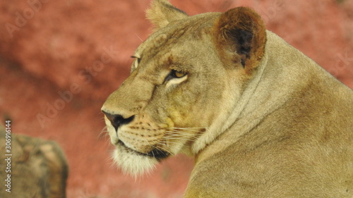 Photography lion looking regal standing, closeup photography of wild animal lion, Strong Looking Wild East African Lion, the jungle king in Nature,Lion king isolated with closeup
