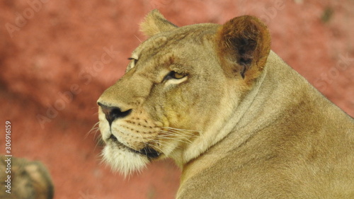 Canvas Print lion looking regal standing, closeup photography of wild animal lion, Strong Looking Wild East African Lion, the jungle king in Nature,Lion king isolated with closeup