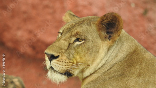 Photography lion looking regal standing, closeup photography of wild animal lion, Strong Looking Wild East African Lion, the jungle king in Nature,Lion king isolated with closeup