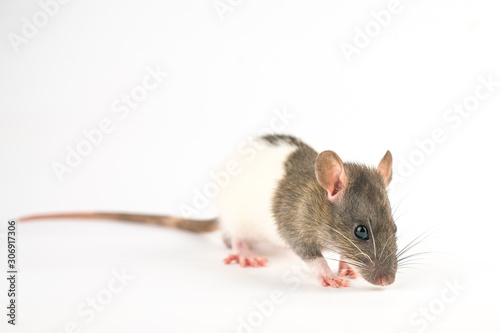 beautiful rat white-gray color on white background is isolated
