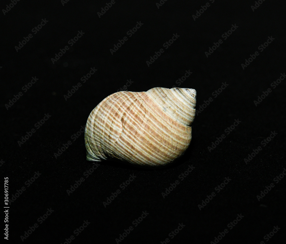 single shells on black background single shells on black background