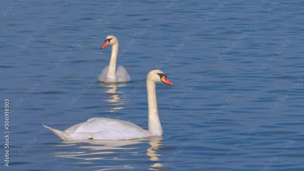 White swans in the Morning lake with clear beautiful landscape. White swans in the Morning lake with clear beautiful landscape.