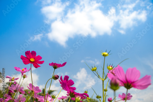Cosmos flowers blooming in the garden.Pink and red cosmos flowers garden, soft focus and look in blue color tone.Cosmos flowers blooming in Field. © kanpisut