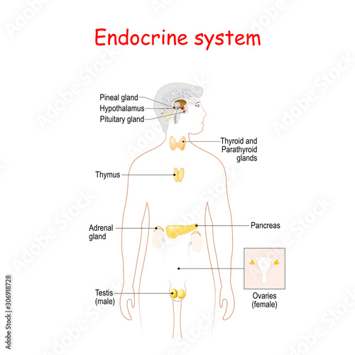 endocrine glands. Human silhouette with highlighted internal organs.