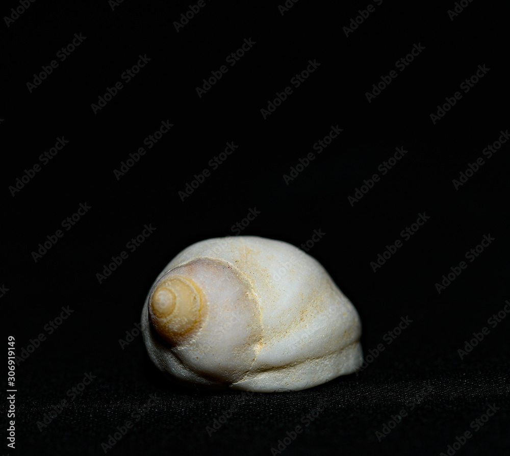 single shells on black background single shells on black background