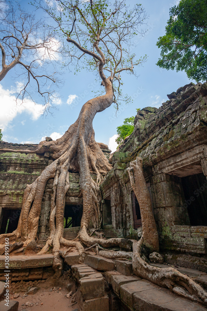 Ruins of Ta Prohm - Angkor Wat - Cambodia