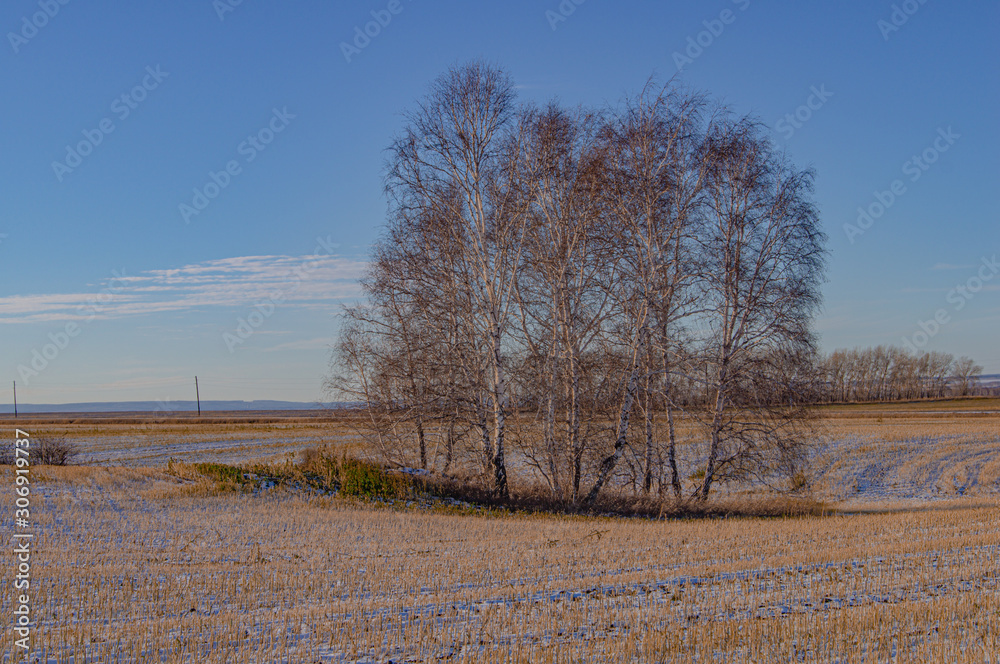 custom made wallpaper toronto digitalfield snow autumn trees