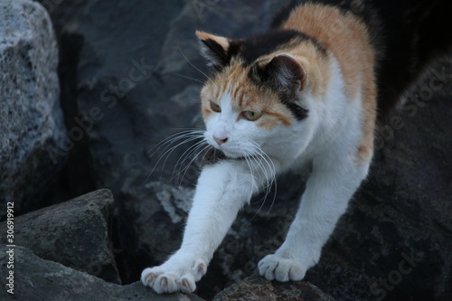 猫