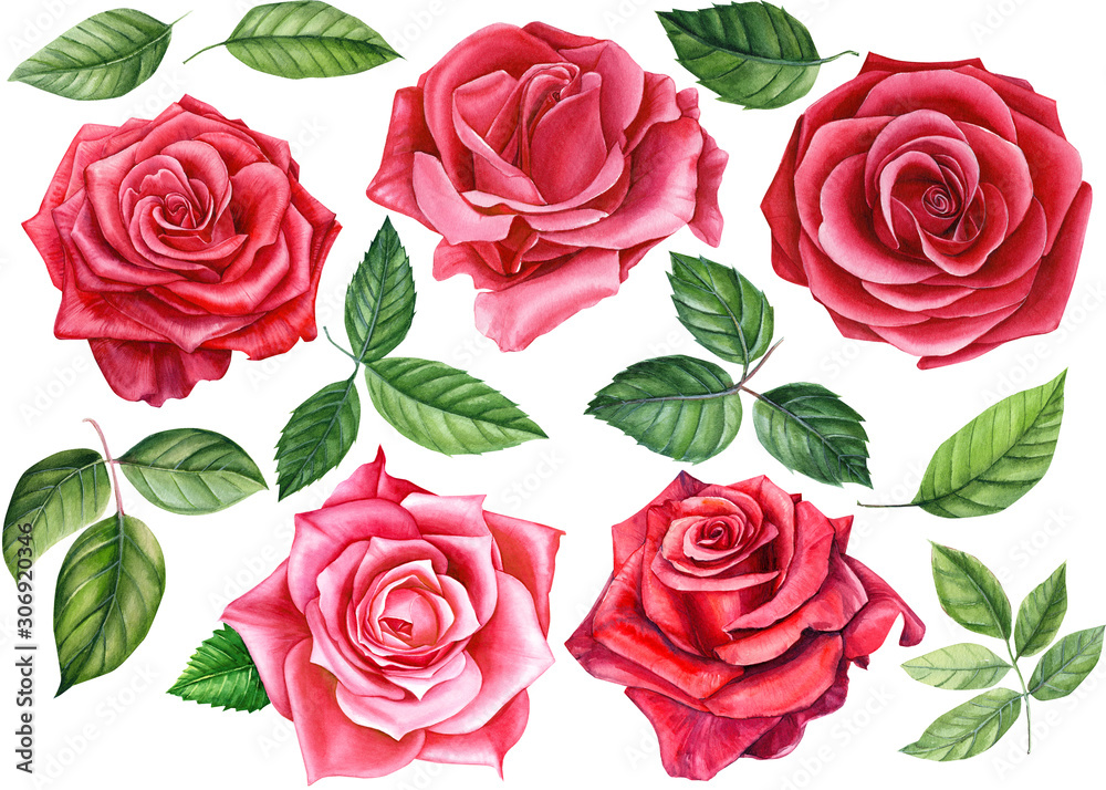 Obraz ustawić czerwoną różę, piękny kwiat na białym tle, akwarela, malowanie botaniczne