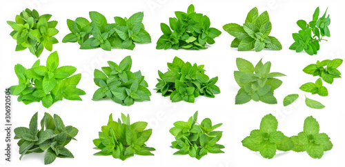 Billede på lærred Fresh mint leafs isolated on a white background