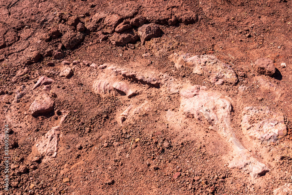Crocodile fossil in clay at Torotoro in Bolivia Crocodile fossil in clay at Torotoro in Bolivia