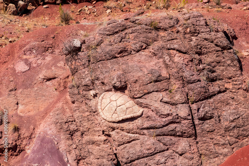  Turtle fossil in clay at Torotoro in Bolivia photo