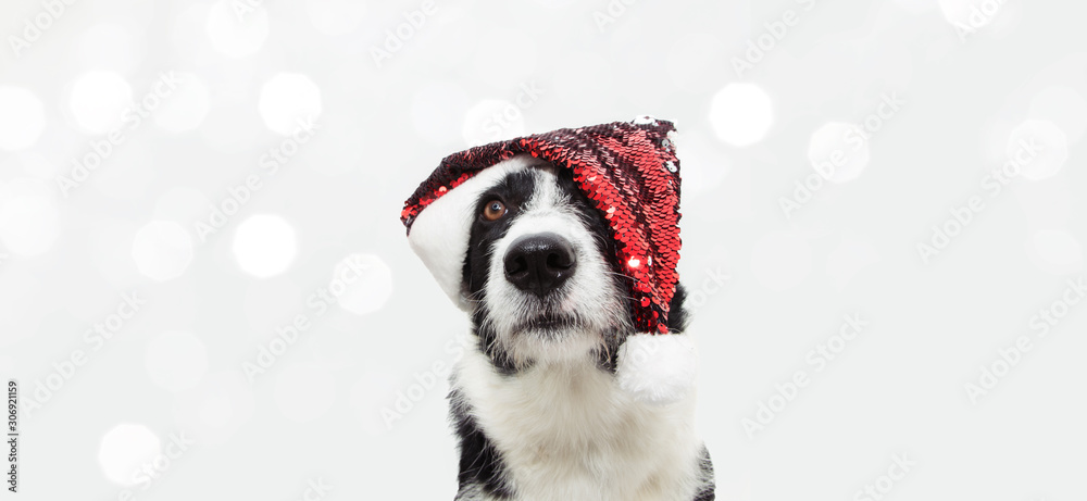 Obraz premium sweet border collie dog celebrating christmas holidays wearing a red glitter santa claus hat. looking up. Isolated on white background