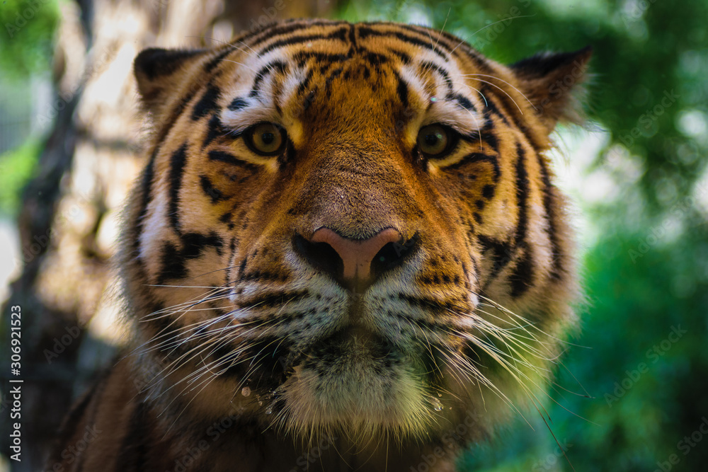 Fototapeta premium big tigers face portrait closeup, bokeh background