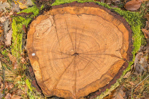 Cross-section with moss-covered tree trunk of European oak or pedunculate oak, Quercus robur with heartwood, sapwood, bark, bark and clearly visible marrow rays and saw marks of chainsaw