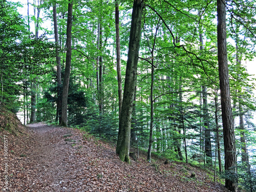 Walking and hiking recreational trails on the mountain Bürgenstock (Buergenstock or Burgenstock), Ennetbürgen (Ennetbuergen) - Canton of Nidwalden, Switzerland photo