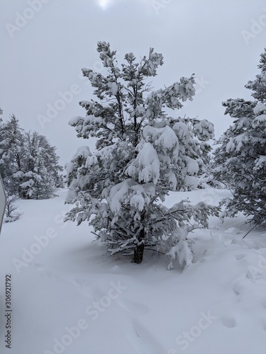 Winter Snow Covered Pine Tree and Foot Prints