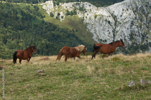 Horses on a meadow in Urkiola National Park in Spain Europe