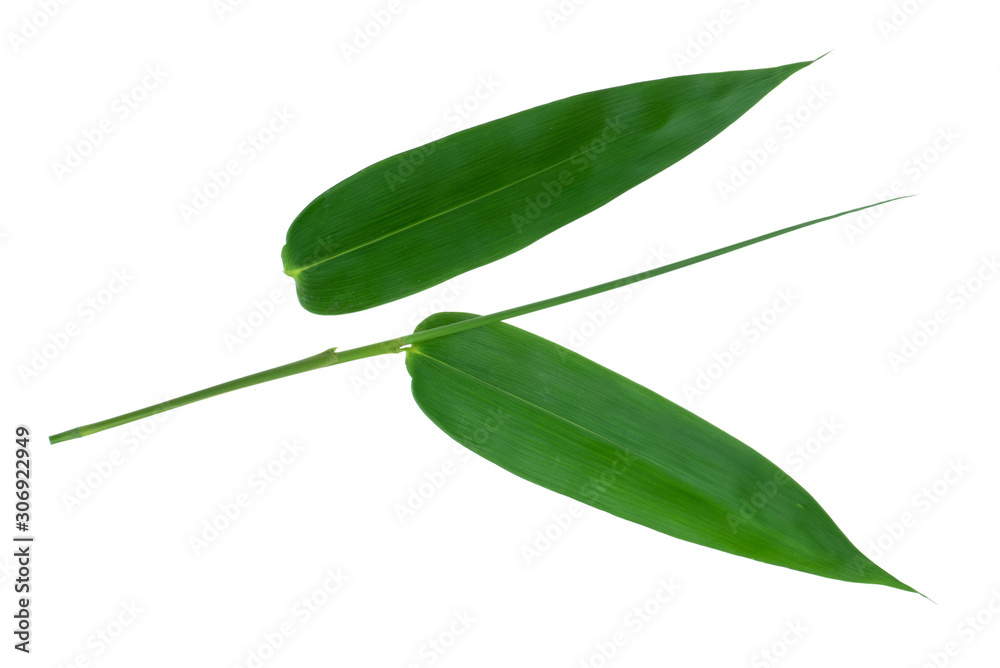 Obraz premium Bamboo leaves green isolated on white the background.