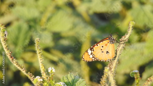 Monarch butterfly on a flower, Closeup butterfly on flower (Common tiger butterfly) photo