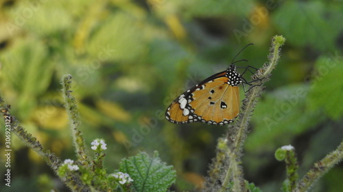 Monarch butterfly on a flower, Closeup butterfly on flower (Common tiger butterfly) photo