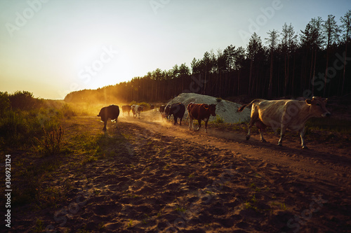 cows coming from pasture on a sunny sunset evening © Aleksandr