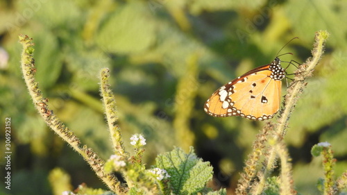 Monarch butterfly on a flower, Closeup butterfly on flower (Common tiger butterfly) photo