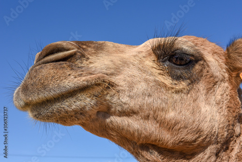 Head of young camel