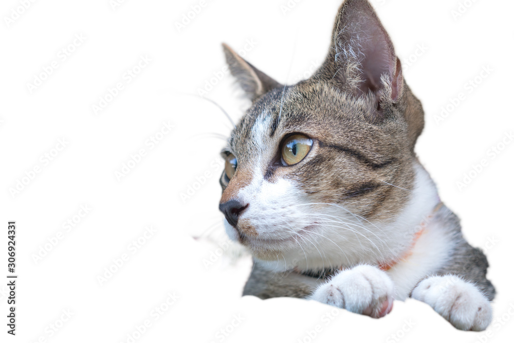 The striped cat on white background, close up Thai cat