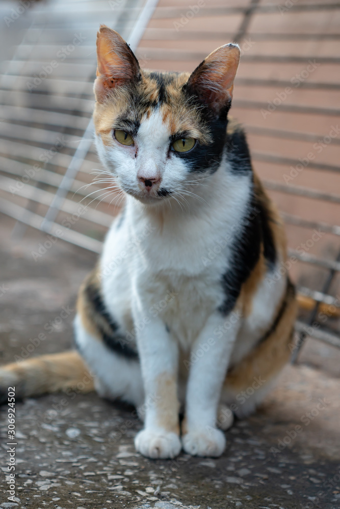 Portrait of tricolor cat on the street, close up Thai cat
