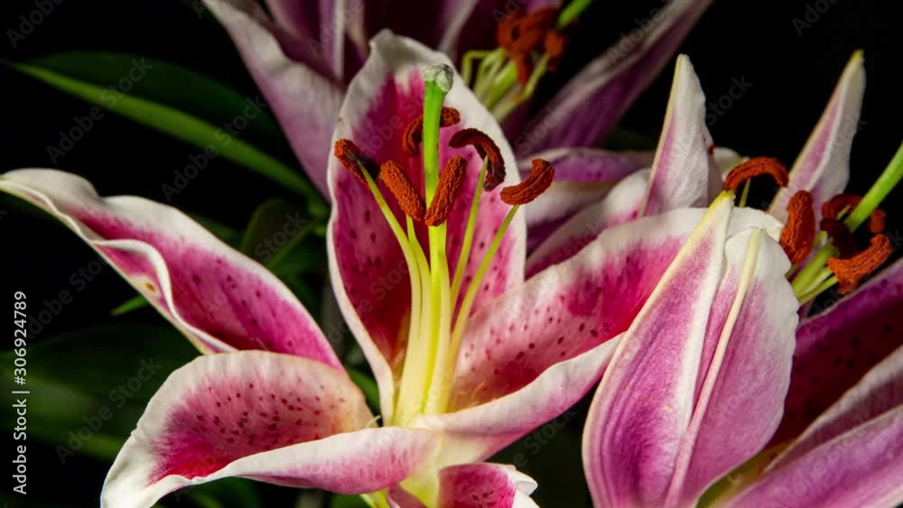 Purple Lily Flower Blooming in Time Lapse on a Black Background Purple Lily Flower Blooming in Time Lapse on a Black Background