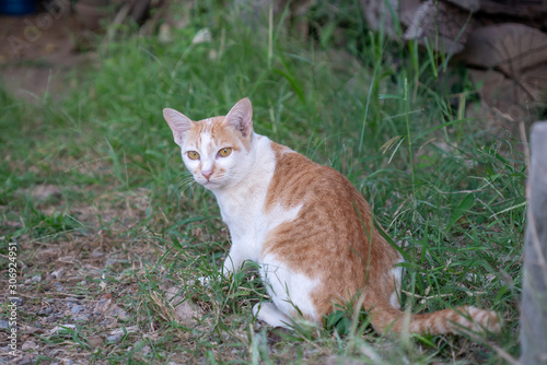 Portrait of white cat with orange spot, portrait of Thai cat © Patara