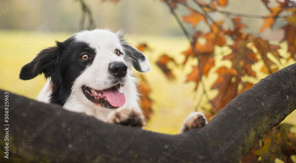 Dark-white dog among yellow leaves at autumn Dark-white dog among yellow leaves at autumn