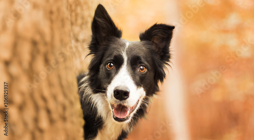 Dark-white dog among yellow leaves at autumn