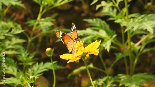 Tiger Butterfly with isolated on Sulfur cosmos flower taking food, with out-focus green leafs in background. photo