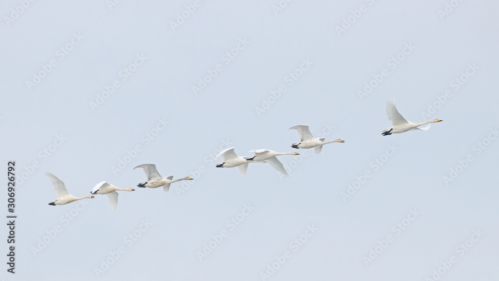 Flock of whooper swans cygnus cygnus with tundra swans in flight during spring migration. Large beautiful white waterbirds in wildlife. Flock of whooper swans cygnus cygnus with tundra swans in flight during spring migration. Large beautiful white waterbirds in wildlife.