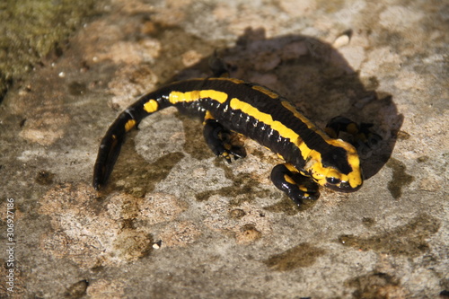 Salamandre