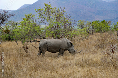 Rhino in Kruger National Park South Africa photo