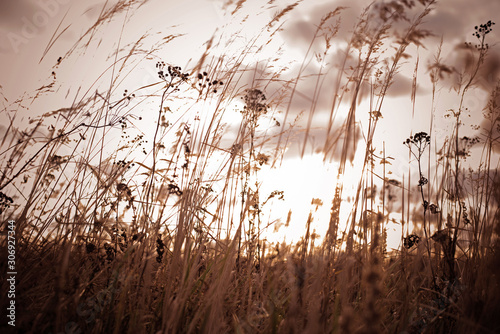 Autumn dry wild grass and different herbs on the meadow. Fall nature wildflower on clouds sky backround.