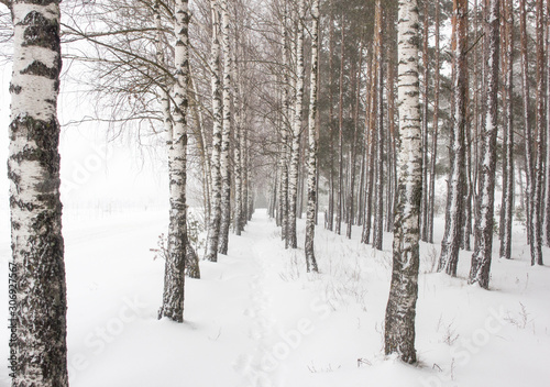 Beautiful winter birch grove. Alley among birches, a lot of snow, blizzard, background