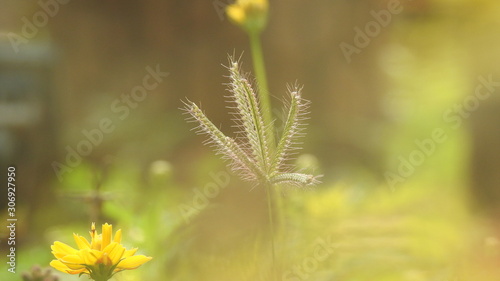 Macro closeup of Brown Growing ornamental home landscape grasses. Big Brownstem - Andropogon gerardii.  Macro close-up of brown grass without-focus background. Plant detail summer macro yellow grass. photo